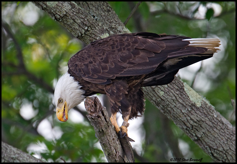 _0SB0419 american bald eagle.jpg